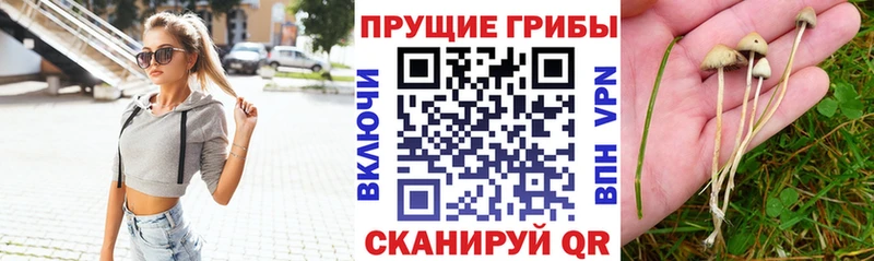Галлюциногенные грибы Psilocybe  МЕГА как войти  Новая Усмань 